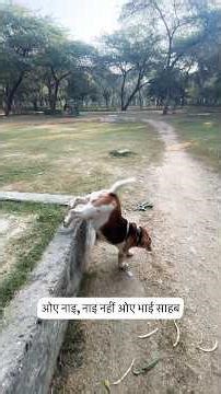 Coco bana Action Hero😎 #day10 #fitnessjourney #beagles #dog #plussize #reels