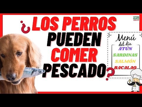 🔵¿LOS PERROS PUEDEN COMER PESCADO? 🔵(ATÚN, BACALAO, SARDINAS, SALMÓN,) 🔵