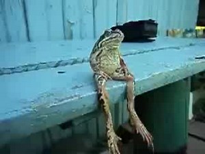 A Frog Sitting on a Bench Like a Human - YouTube