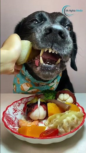 5 Critical Mistakes to Avoid in Dog Food Selection for a HEALTHY Pet