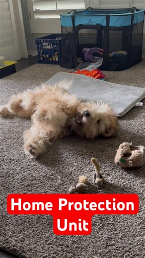 Home Protection Unit 🐶 ‪@TheJessiiShow‬