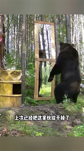 動物鏡子實驗，猩猩才是智商天花板！ #動物科普 #動物的迷惑行為 #漲知識