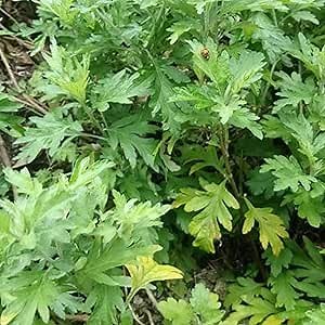 Japanese Mugwort - Yomogi - 1 Oz ~55700 Seeds - Non-GMO, Heirloom - Asian Herb Gardening