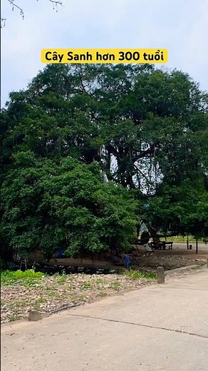 Đường vào Cây Xanh Di Sản Việt Nam tại chiến khu Tân Trào