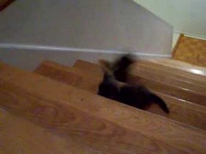 Kitten going down the stairs