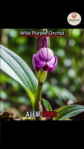 Wild Purple Orchid Seed Explode into Life — 8-Second Macro Time-Lapse! #shorts #timelapse #flowers