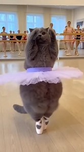 猫咪跳芭蕾 cat started ballet #fblifestyle #catlovers #ballet | BSS Studio