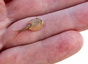 Notostraca - Alchetron, The Free Social Encyclopedia