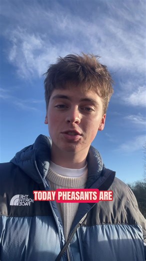 Did you know pheasants aren’t native to the uk? 🌲❄️🇬🇧 #pheasants #animalfacts #nature #ecology #wildlife