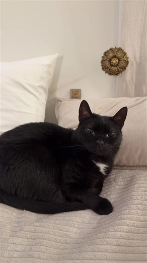 lychee (@lycheewearssweaters)’s video of ella purnell