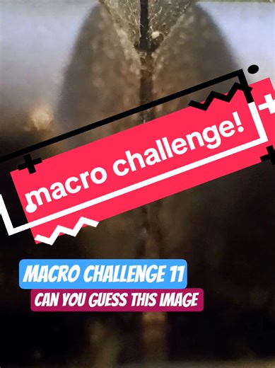 macro challenge! #macrophotography