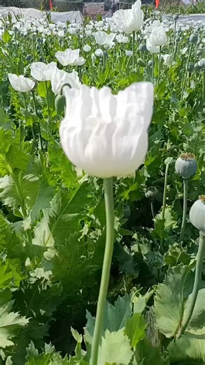 🎵Dev Dj Dediya 👈 on Instagram: "🌹🥀"