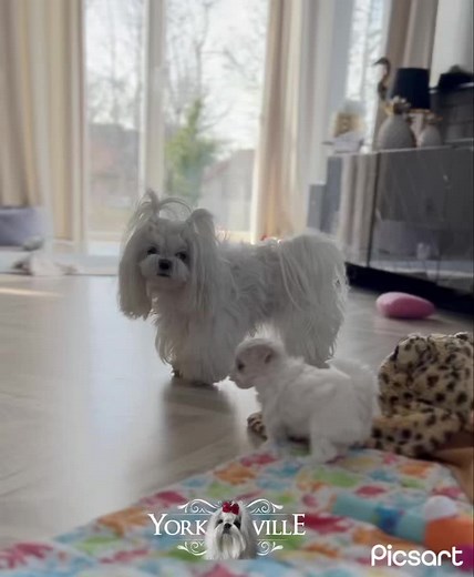 My Sweet Simi @maltese #maltusie #maltanczyk #maltesepuppy #yorkvillefci #lovemydogs #aunty #maltesefamily