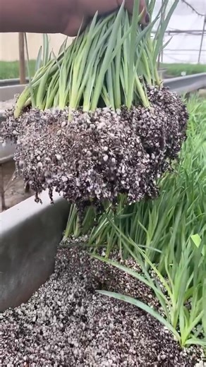 Planting 🌱 #agriculture #carnations #flowersoftiktok #green #farming #foryou #foryourpage #fyp #farmlife