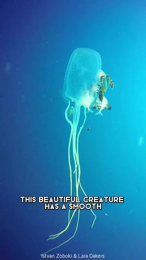 Box Jellyfish 🌊 One of the MOST dangerous ocean creatures in the world!#boxjellyfish #jellyfish #jellyfishes #jellyfishtank #jellyfish_stagram #jellyfishaquarium #oceancreatures #oceancreature #dangerouscreatures #jellyfishtattoo | 1 Minute Animals