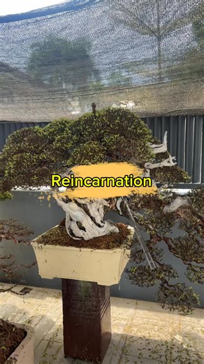 Romeo Antipuesto Jr on Instagram: "‼️Warning ‼️ Long Video, 😇🌿 Reincarnation Bantigue, beginning another life cycle. If you love what you do, your hands will speak before your words do. #bonsai #bonsaitree #fblifestyle #bonsaiart #bonsaishow"