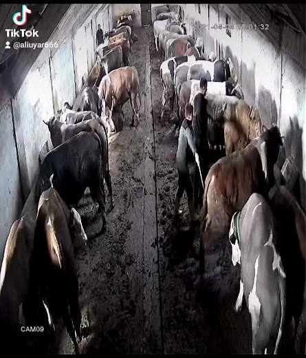 UYARLAR ISI (Ali Uyar) TikTok'ta