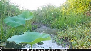 Don't mind us - we're just sliding into your feed to let you know the Wildlife Department has kicked off two alligator research projects at Red Slough Wildlife Management Area with our partners at Southeastern Oklahoma State University and Southwestern Adventist University. For the next two years, we'll be studying the native population, tracking individuals, and developing a long-term management plan for the species. 🎥 Jared Wood | Oklahoma Department of Wildlife Conservation (ODWC)