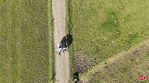 "At different times of the year the labour side of things is amazing... The milking was being done while we were bringing in the silage, there was no interruptions or worries about cows." In our final video with Tara Whitty, she talks through the benefits the robot gives to the farm in terms of flexibility of labour. A robotic milking system ensures cows are always milked no matter what other jobs are going on around the farm. | Lely Center Mullingar Robotic Milking