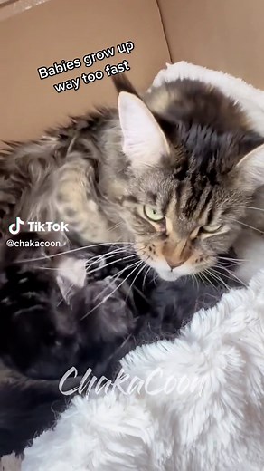 Adorable Maine Coon Kittens Growing Up