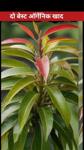 best Fertilizer for mango plant | aam ka paudha