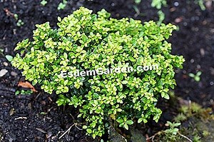 Ilex Crenata, Crested Holly: Penanaman, Penanaman Dan Pemangkasan 🌿 Semua Tentang Berkebun Dan Desain Taman - 2025