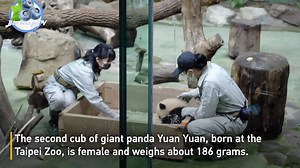 “圆宝”来了！台北出生的第二只熊猫幼崽公开亮相！可可爱爱，没有脑袋。Yuan Bao, the second Taipei-born panda cub, made her media debut on Monday. | Ultra Blue Media 蓝外线