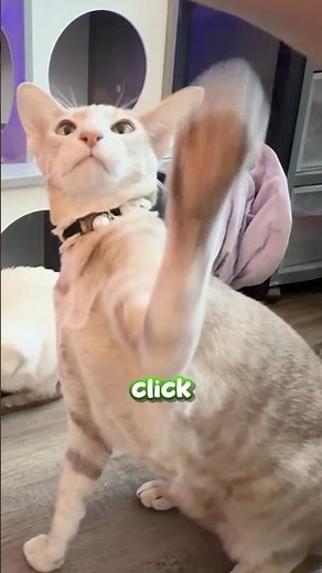 Teaching my cat to SIT and HIGH FIVE with THIS Tool!