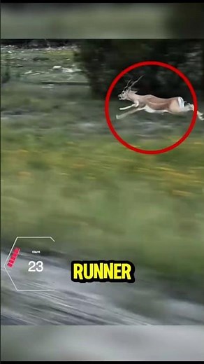 Top 5 Fastest Animals Ever Recorded