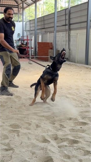 FOUNDATION BITEWORK – NEXT GENERATION IN PROGRESS / PROTECTION DOGS