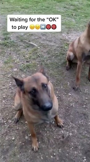 Most Loyal Dogs Ever Recorded #loyalpets #doglove