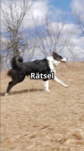 Border Collie: The smartest powerhouse in the world! 🐕