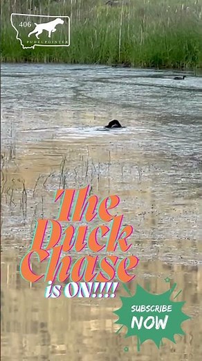 Smoke the Pudelpointer Puppy’s EPIC Duck Chase! 🐶🦆 #viraldogshorts #viralshorts