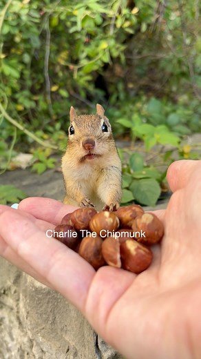 7K views · 335 reactions | Sometimes you just gotta let it slide #reels #cute #animals #chipmunk #charlie #nature #wildlife #funny #comedy #wait #go | Charlie The Chipmunk | Facebook