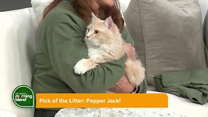 Pick of the litter: Meet Pepper Jack the cat, from Nevada SPCA