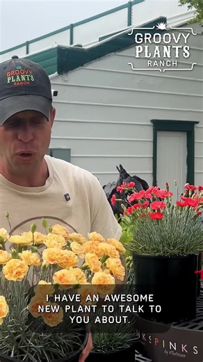 Dianthus Scent First® ‘Lemon Sparkler’ and ‘Orange Sparkler’ are live for spring preorders! It’s Dianthus o’clock — you’re not going to want to miss out on these scent-forward, winter-hardy perennials! 🍋🍊✨ ➡️ Lock your preorders in at the link in our bio! ‘Lemon Sparkler’ checks all the boxes for Dianthus. ✅ Pastel yellow double flowers with hot pink flecks. Pollinators love them. Deer don’t. 🏵️🦋 They come back every year, and they have a phenomenal warm, spiced, clove-like fragrance. Lock y