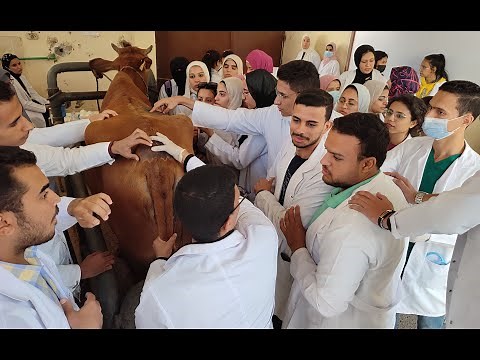 🐄 🐂Epidural analgesia in cow (Caudal posterior epidural by small dose of anesthetic solution) 🐄 🐂