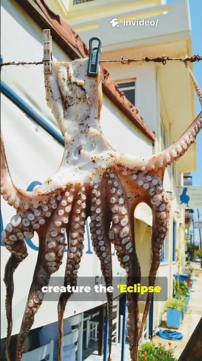 Largest Octopus: Gulf Of America || Based On True Story || The Narator