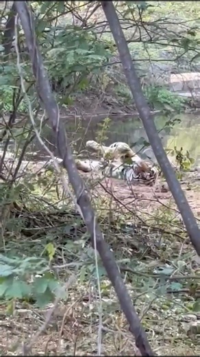 Tiger trying to sleep at the Jungle #ranthamborenationalparknaturalwildlife