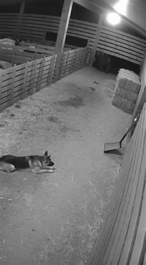 German Shepherd Stops a Creature Emerging from the Shed | Terrifying CCTV Footage (Not Real)#usa #creepycreature #fyp #horror #ai