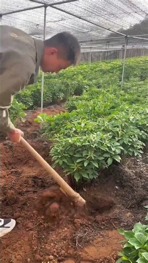 Unending Tasks in Farming: Mastering Field Management Skills