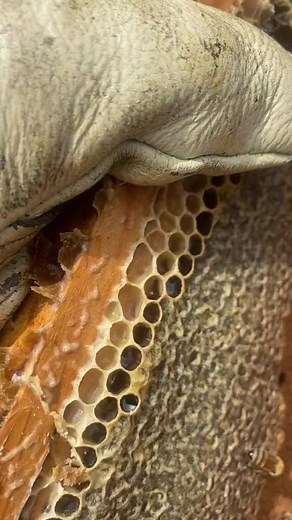 #honeybee #honey #bee #bees #beekeeping #savethebees #honeybees #beekeeper #beirutlebanon #honeycomb #beesofinstagram #beehive #apiary #beekeepers #pollen #macro #maduasli #flowers #lebanon #apiculture #beekeeperslife #bienen #rawhoney #pollinators #insects #biene #imker #honig #apismellifera #nafura | Bee to Z