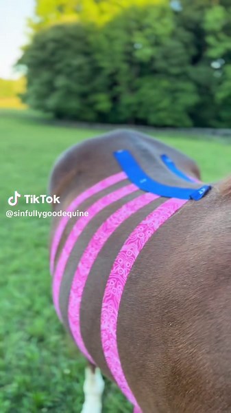 Effective Tummy Taping Techniques for Horses