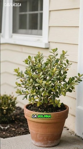 Boldo: The Plant That Cleanses Your Liver and Improves Your Digestion 🌿