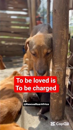 From Broken to Beloved: The Ultimate Rescue Transformation ❤️ #shorts