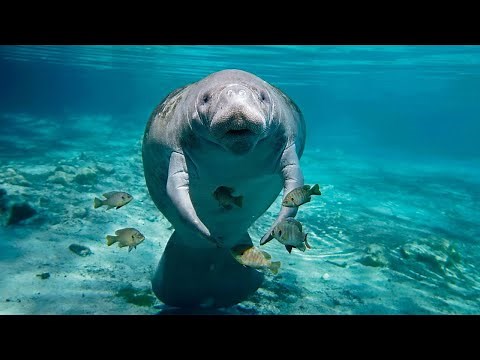 WEST INDIAN MANATEE: Gentle giants of the shallows | Oceana