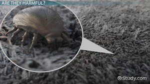 Soil Mites: Identification & Treatment