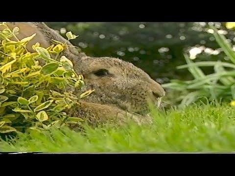 Teletubbies: Rabbits (VHS Capture)