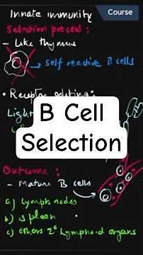B Cell Selection Process Explained | Positive & Negative Selection