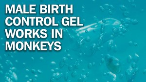 67K views · 254 reactions | Male birth control gel works in monkeys....